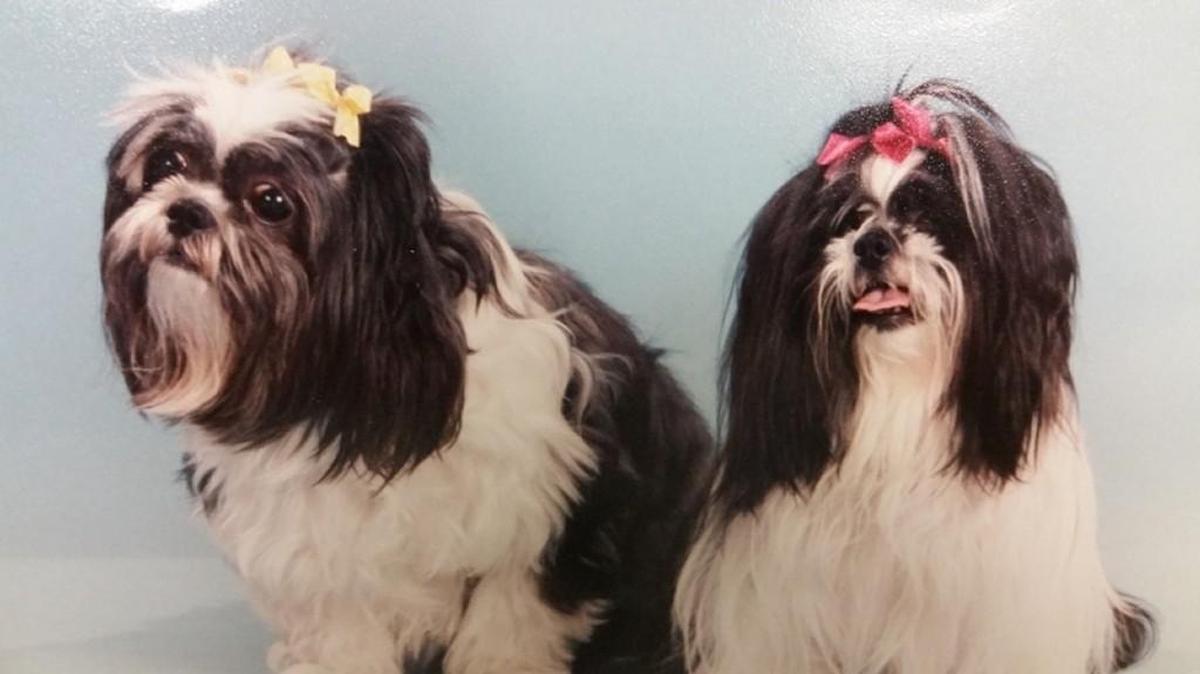 These two were a couple of Sheila Ancona’s rescue dogs. Frank Ancona Honda recently took part in a donation campaign for a local shelter.