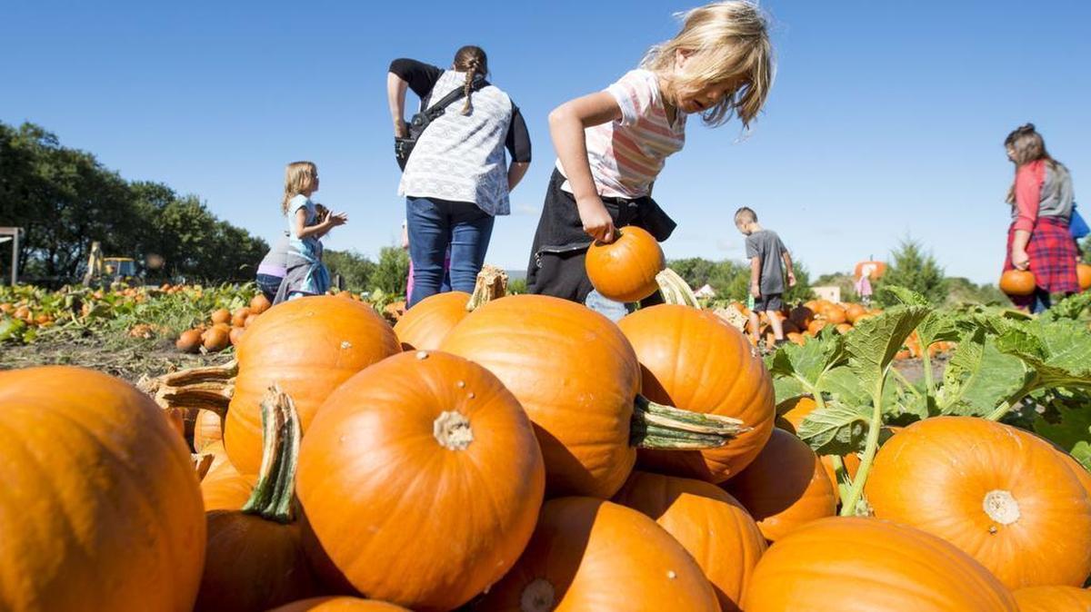 It’s pumpkin patch season! There are many options in the KC area.