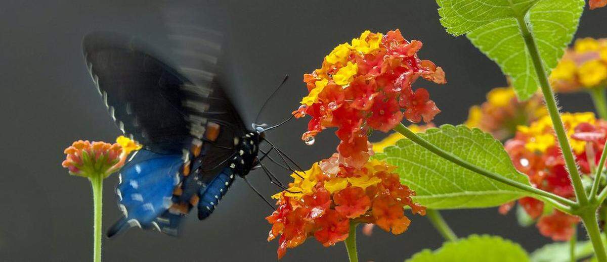 Soak up nature at Powell Gardens, virtually.
