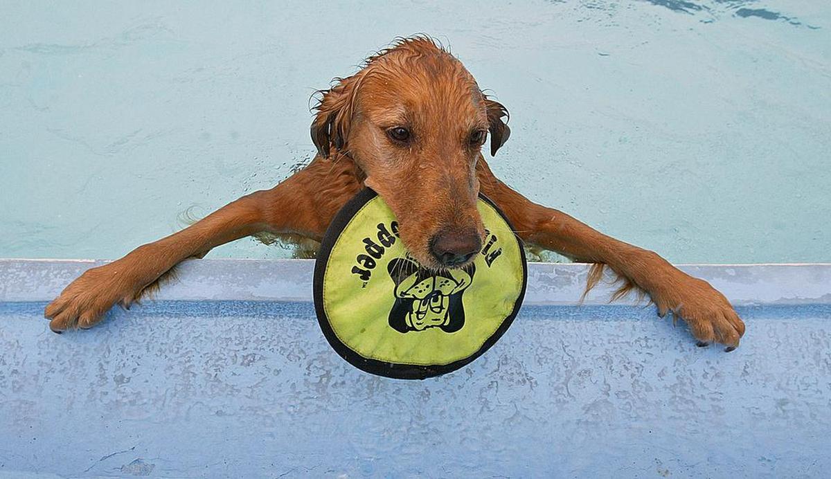 Tails on the Trails Pet Festival comes to Ad Astra Pool and Park in Lenexa on Aug. 10.
