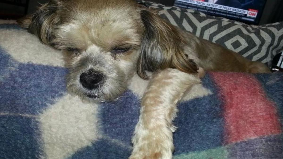 Lisa Gutierrez’s new dog, Tiffany, is an escape artist when she’s not hanging out on the back of the sofa.