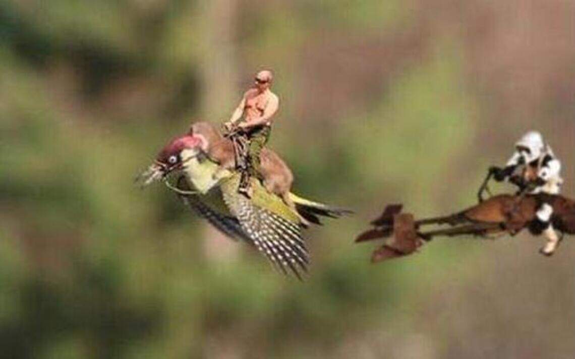 A weasel rides a woodpecker: 10 tweets to catch you up on #Weaselpecker