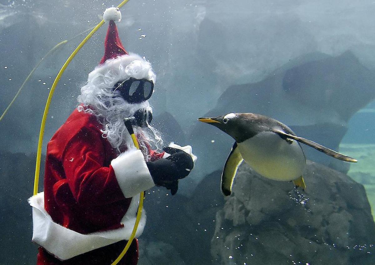 A special guest from the North Pole will be diving into the Kansas City Zoo several weekends this season.