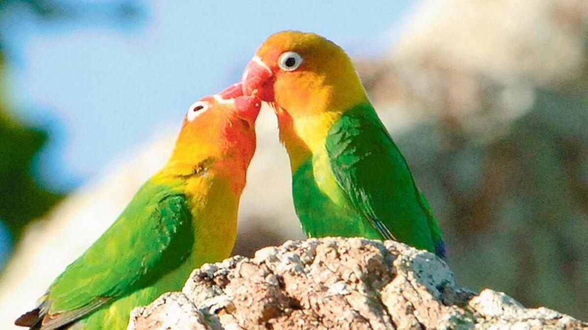 The Kansas City Zoo says birds have been moved inside to protect them from a strain of bird flu.