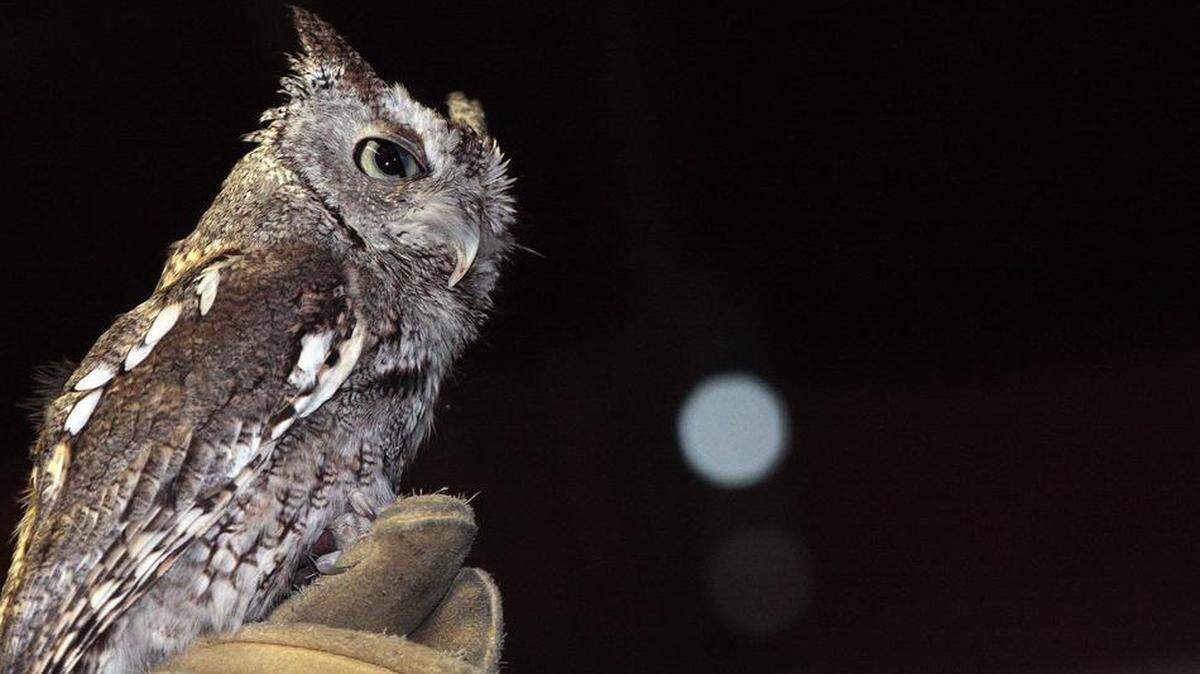 Ernie Miller Nature Center in Olathe will host a winter solstice program.