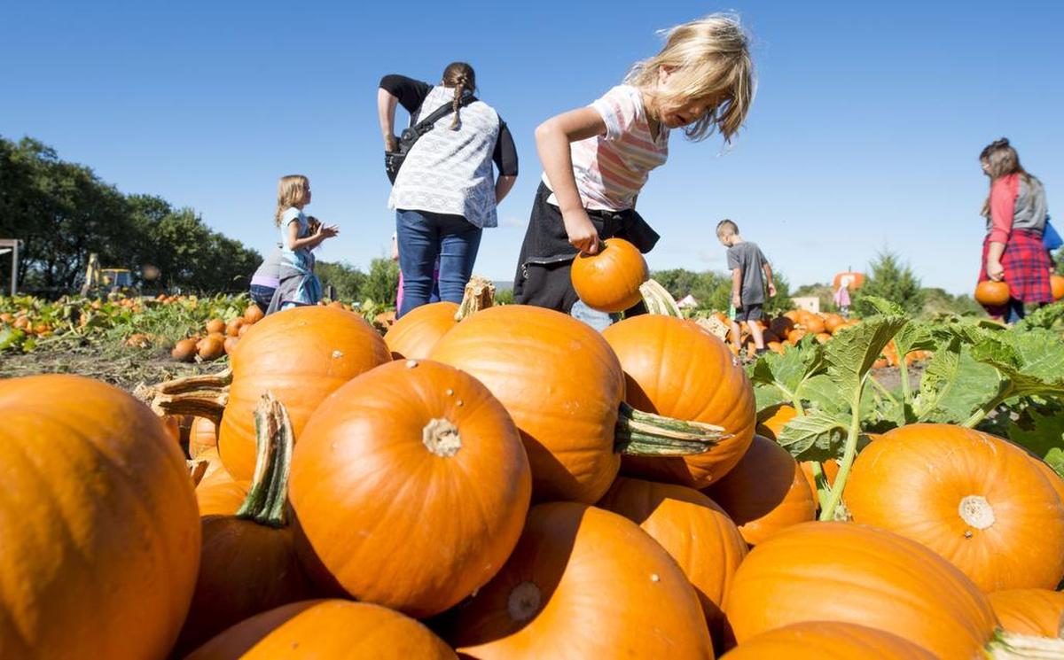 It’s pumpkin patch season! There are many options in the KC area.
