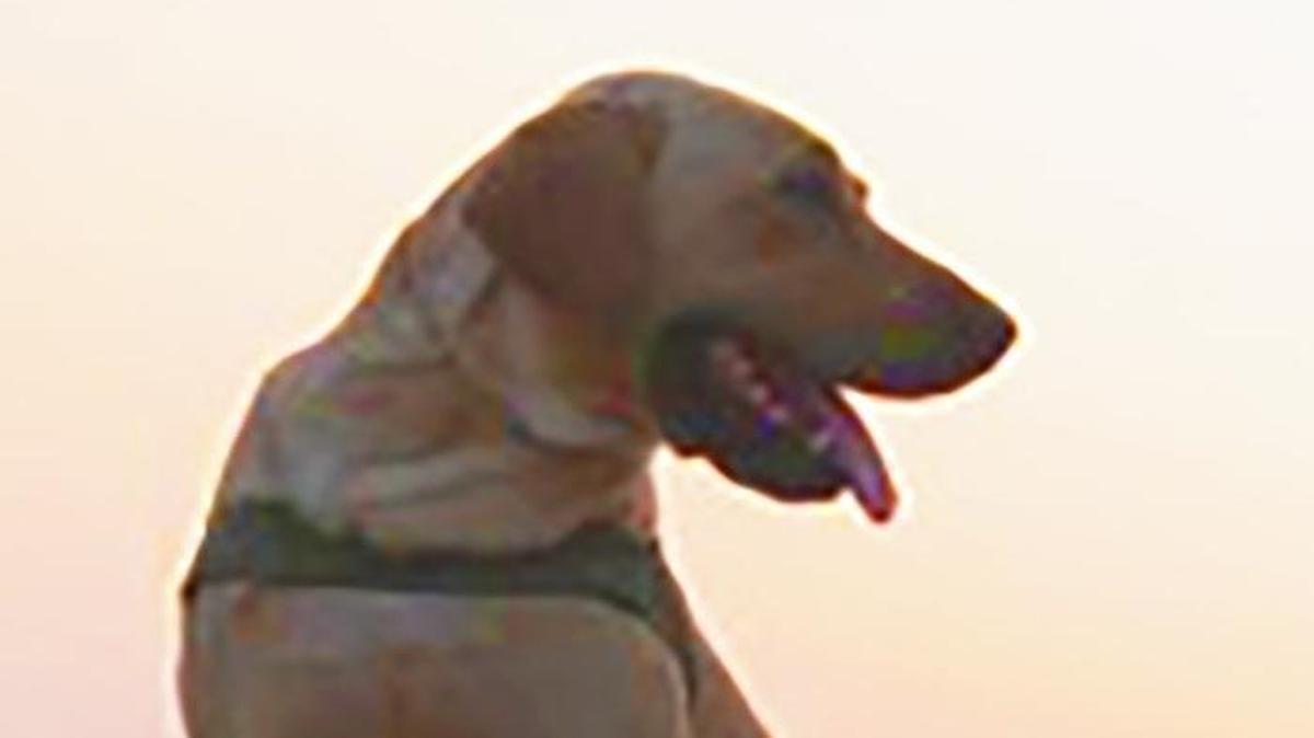 
Diego is the yellow lab who served with Logan Black in Iraq. Black wrote and will perform a play at the Fringe festival based on that experience.
