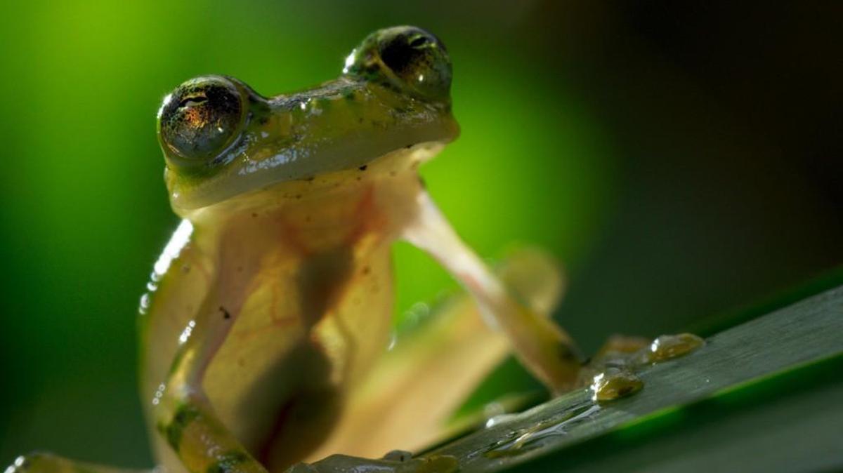 That’s a male glass frog in Costa Rica, among the many amazing wildlife close-ups in “Planet Earth II.”