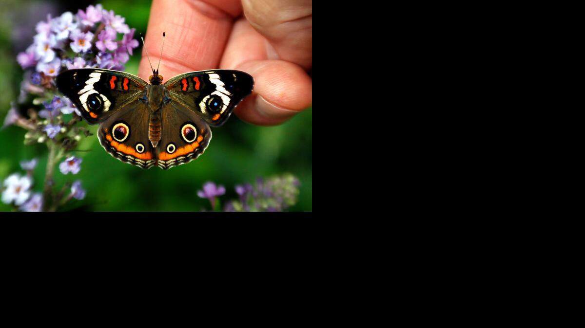 
Powell Gardens’ Festival of Butterflies begins Friday.


