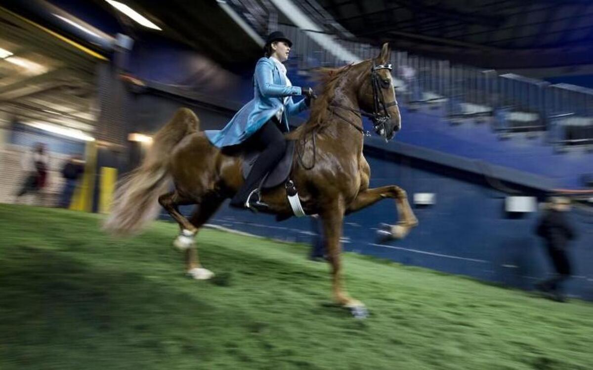 The best saddlebreds, hackney ponies and road horses from around the country came to Kansas City this past week to compete in the United Professional Horseman’s Association National Championship at the American Royal. Jade Woods of Altoona, Iowa, rode Uptown Chatter into Kemper Arena to compete in the Three Gaited Show Pleasure class.