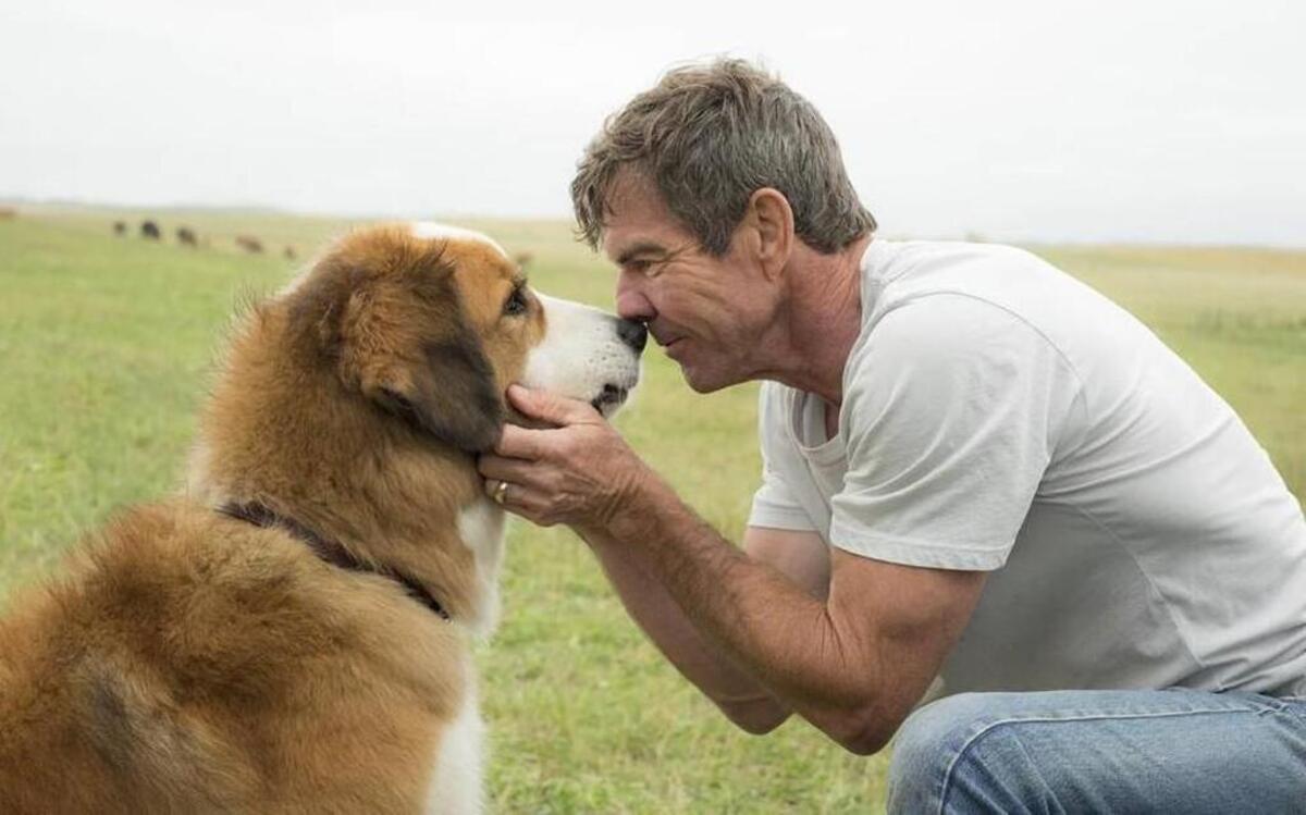 This image released by Universal Pictures shows Dennis Quaid with a dog, voiced by Josh Gad, in a scene from “A Dog's Purpose.”