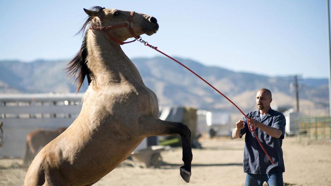 A prison inmate (Matthias Schoenaerts) takes part in a program to train wild horses in “The Mustang.”