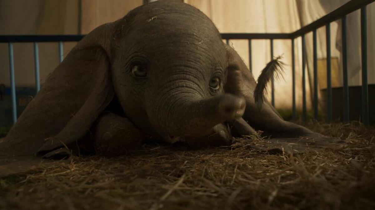 In the live-action “Dumbo,” a newborn elephant with oversized ears make him a laughingstock. But then he shows he can fly.