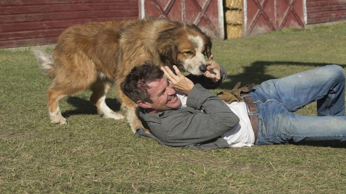 Little does Ethan (Dennis Quaid) know that Buddy the dog remembers him as a boy.