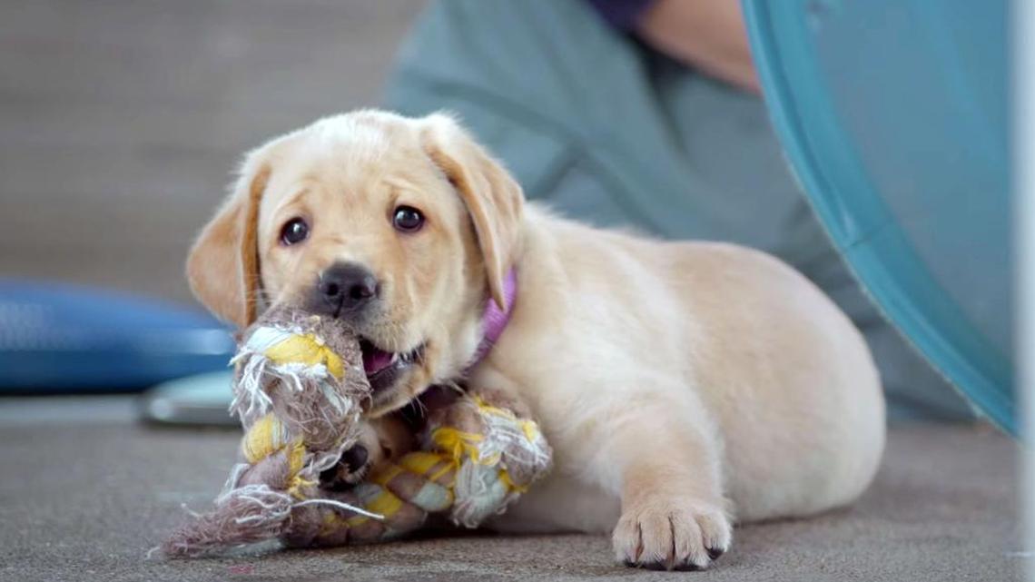 One of the Labrador puppies in training to be a guide dog in “Pick of the Litter.”