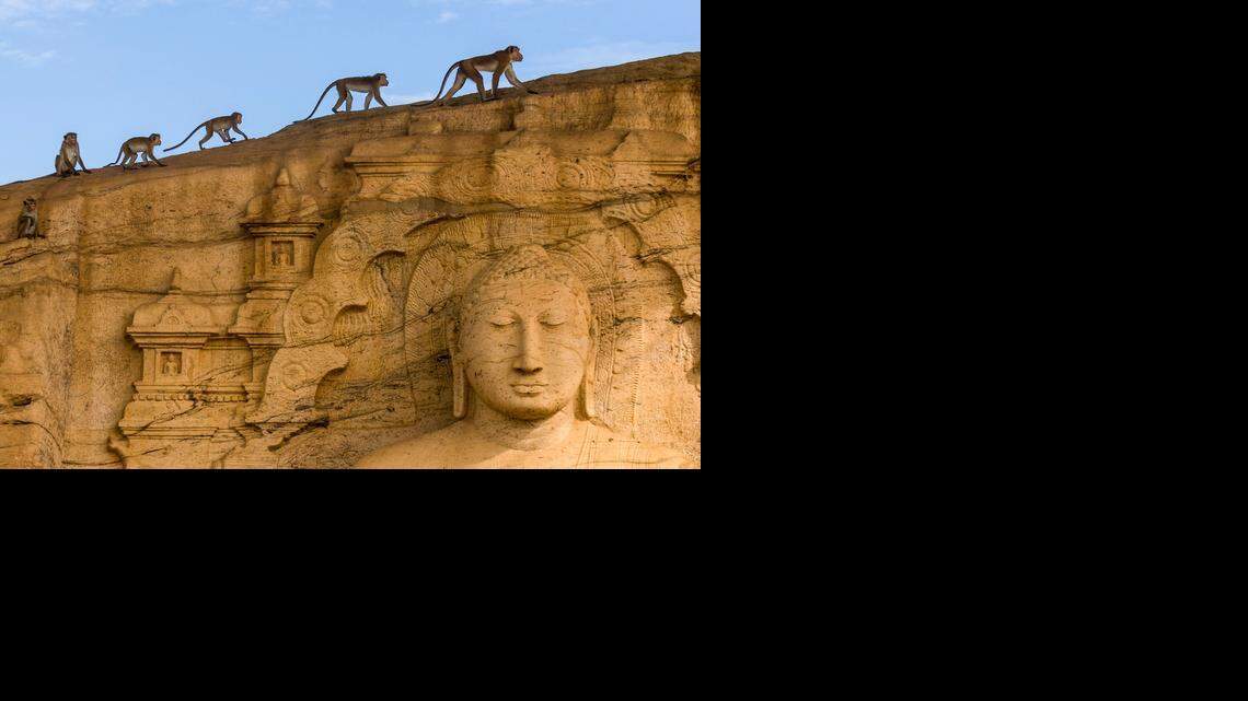 
A macaque monkey tribe lives among the ruins of a temple in Sri Lanka.
