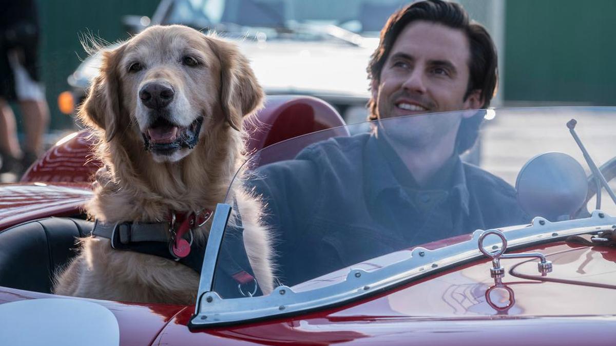 Enzo the dog (voiced by Kevin Costner) tells us what he thinks about life and his owner (Milo Ventimiglia) in “The Art of Racing in the Rain.”