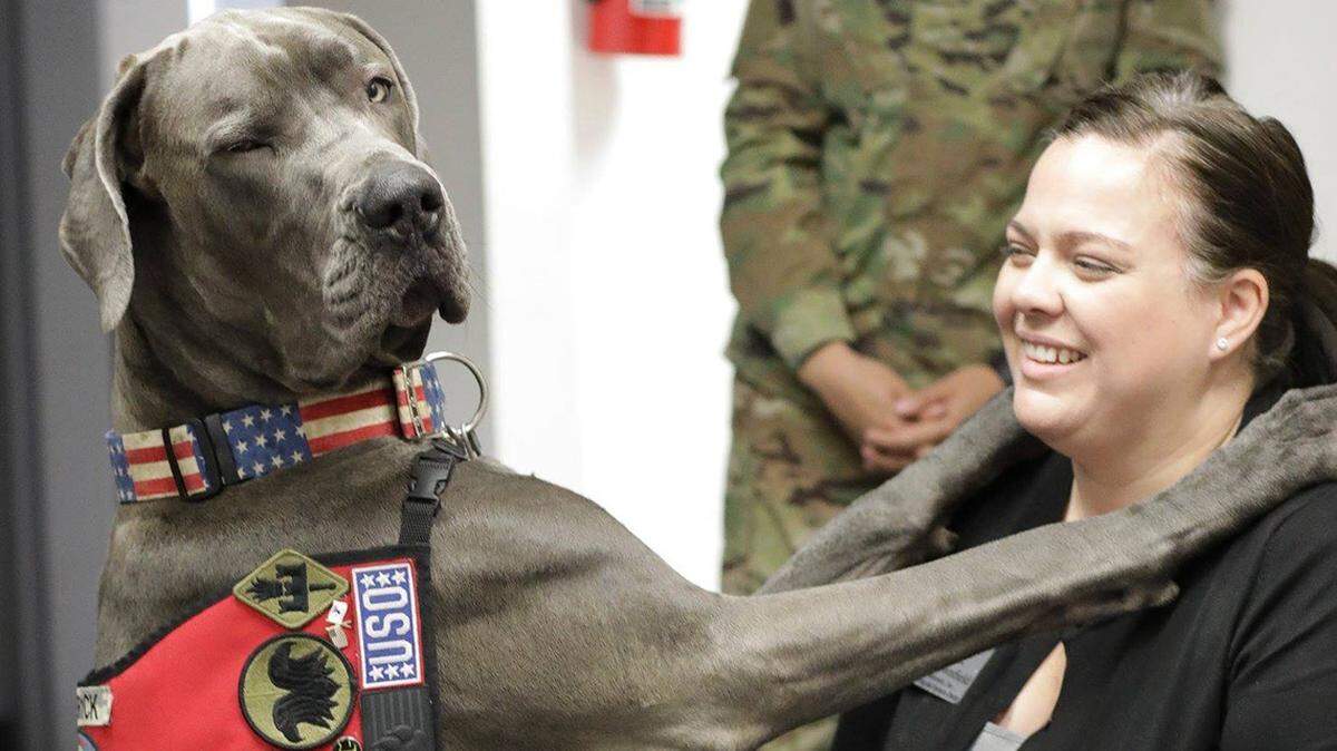 Maverick, along with his handler and owner Kelly Brownfield, spend their days at Fort Leonard Wood in Missouri.