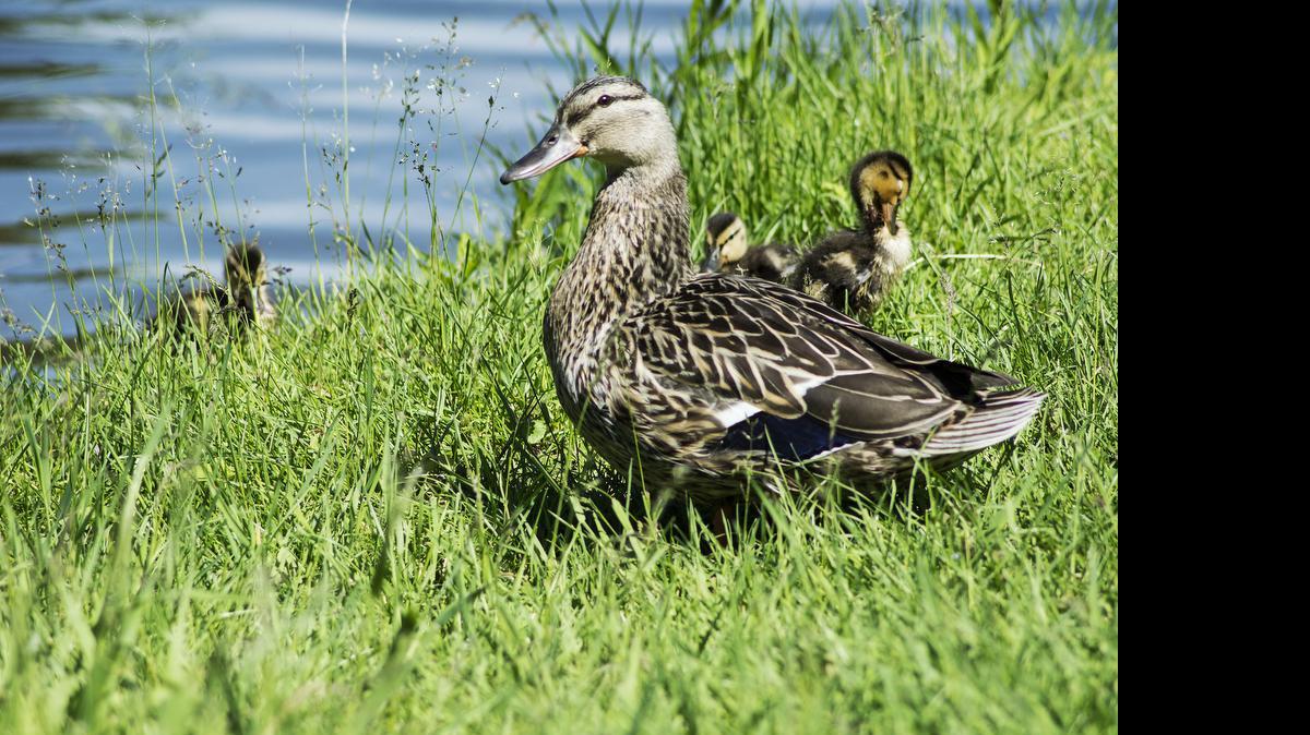 
Land along the Missouri River near Mound City, Mo., presents an excellent financial opportunity to owners who provide waterfowl hunting leases.

