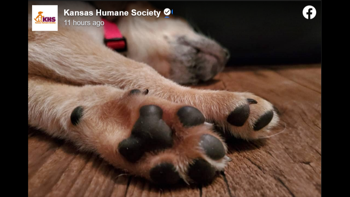 A photo of animal feet shared by the Kansas Humane Society as part of its “OnlyPaws” fundraiser.