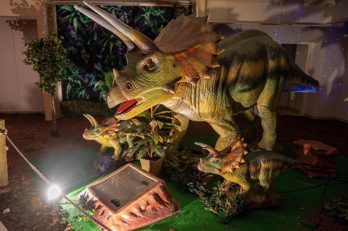 Triceratops dinosaurs are on display for the Jurassic Giant’s Exhibit & Dino Play center.