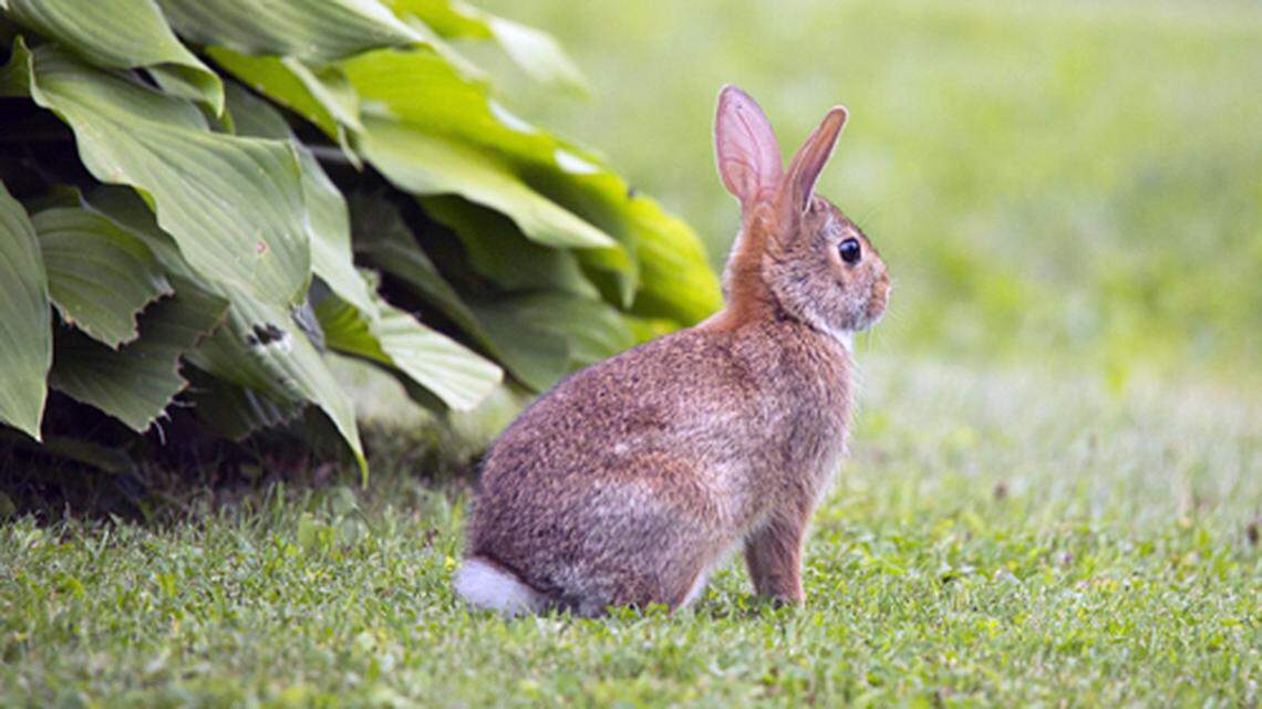 Rabbits wreak havoc on gardens, especially in the springtime when there’s tender spring growth.