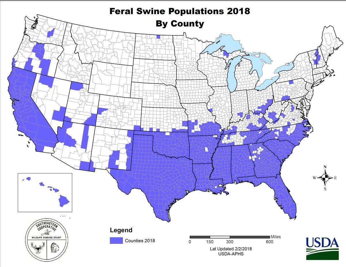 Feral pigs are common in the South, but have been spreading in colder climates, researchers say.
