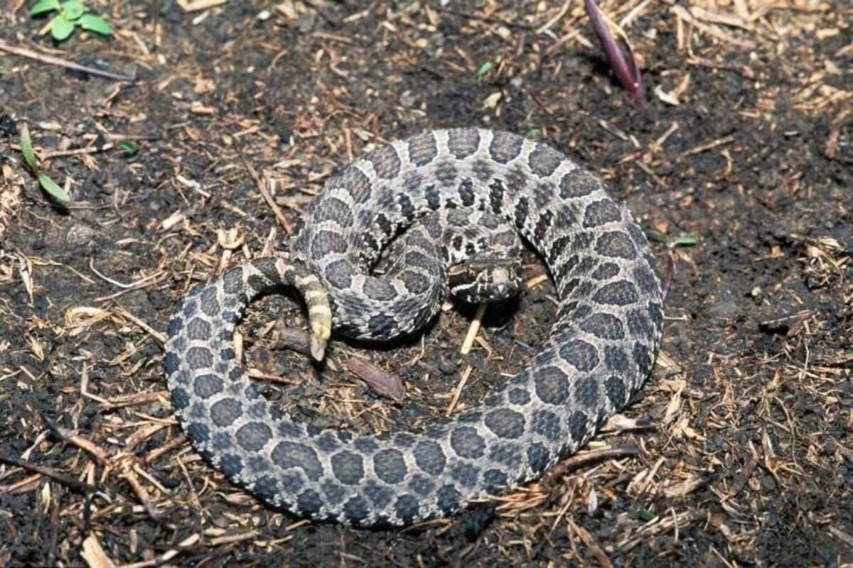 Prairie massasaugas are the smallest of the potential venomous snakes one can encounter in and around the Kansas City area, growing as short as 18 inches.