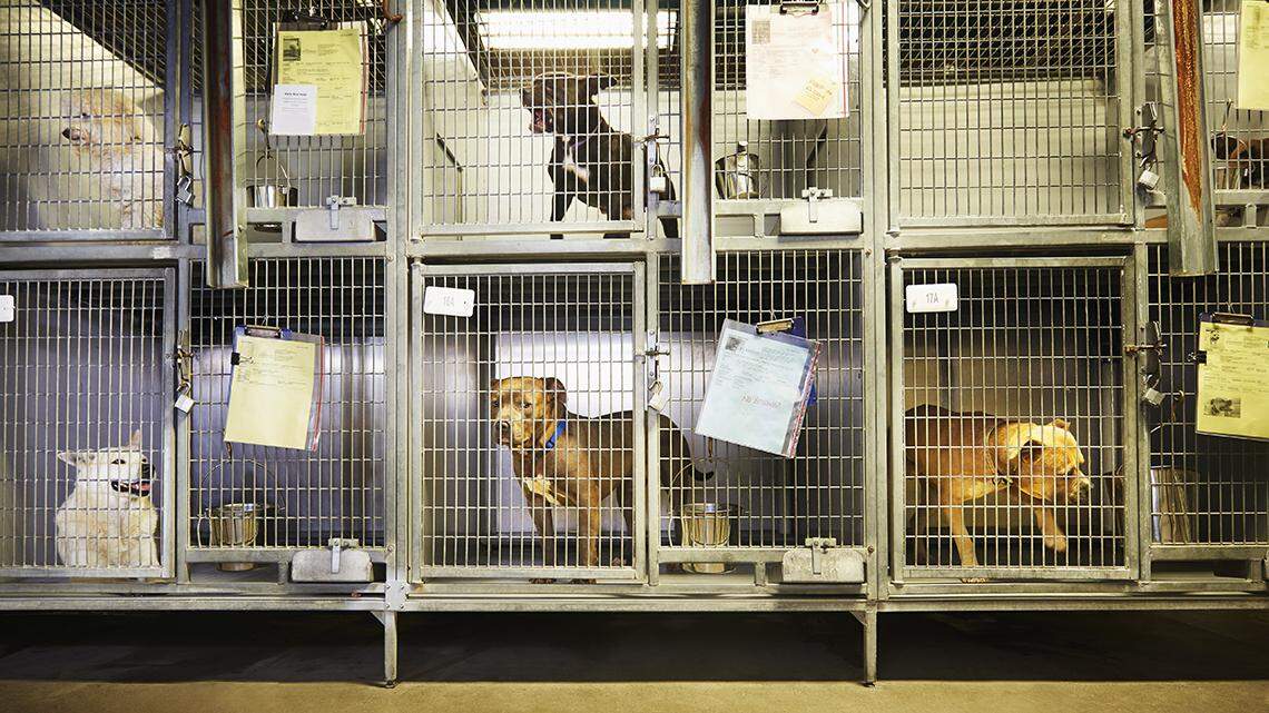 Merely three months ago, Kansas Citian Chris Culbertson was mauled to death by abused, dangerous dogs.