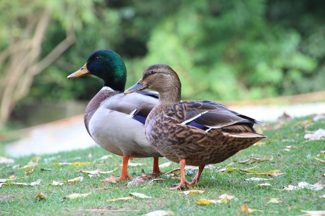 Ducks are one of the animals you can have as a pet in the Kansas City area.