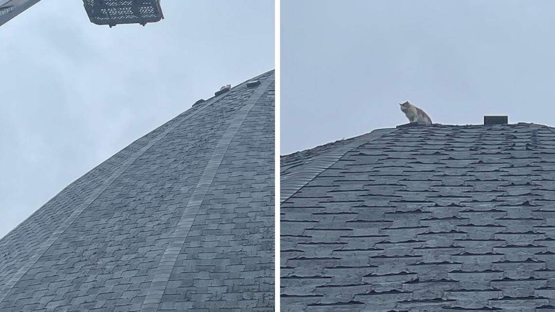 A cat sought shelter away from some coyotes on top of an old salt dome. Crews came to the rescue.