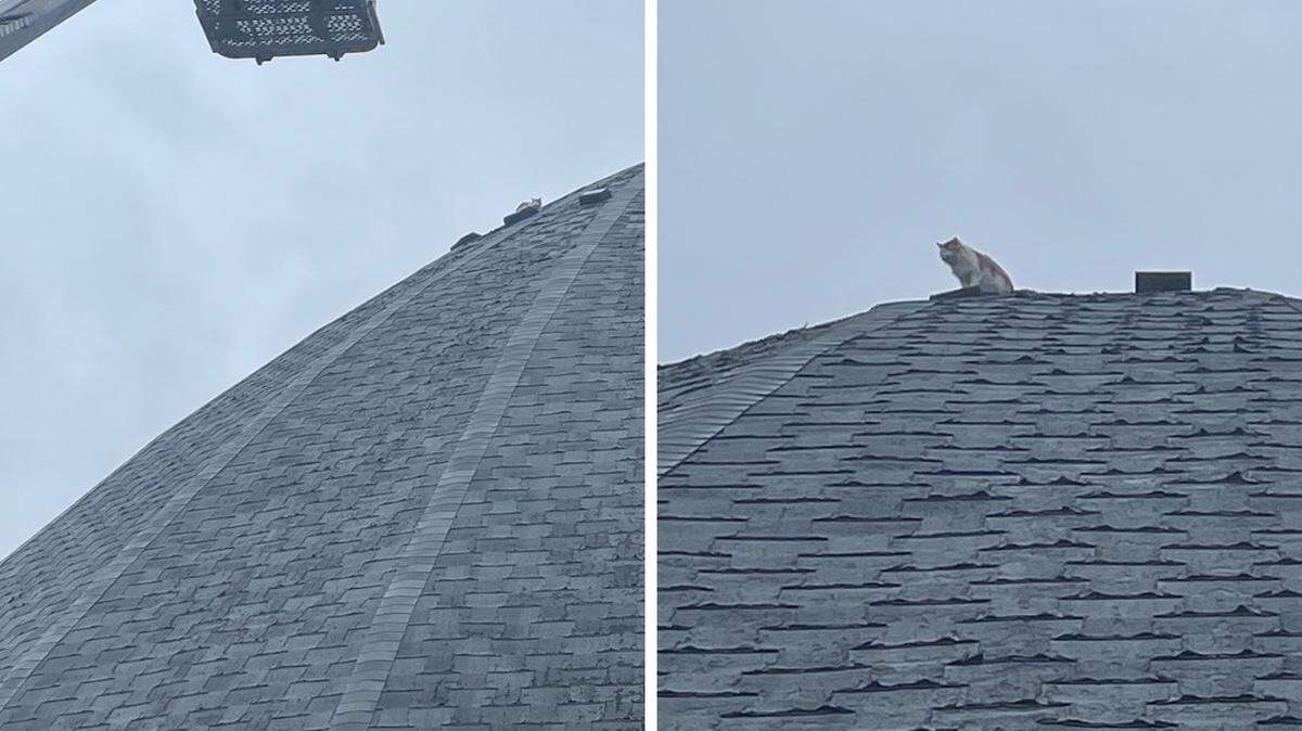 A cat sought shelter away from some coyotes on top of an old salt dome. Crews came to the rescue.