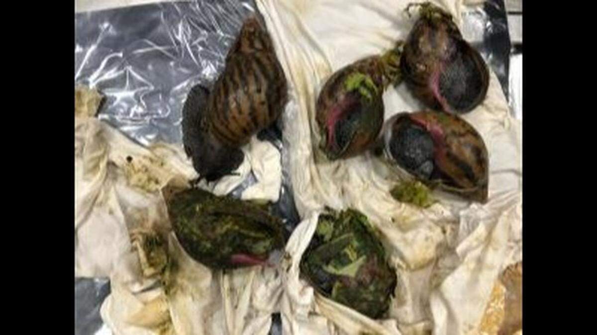 Giant African Snails were found and confiscated from luggage at Detroit Metropolitan Airport in Michigan, U.S. Customs and Border Protection said.