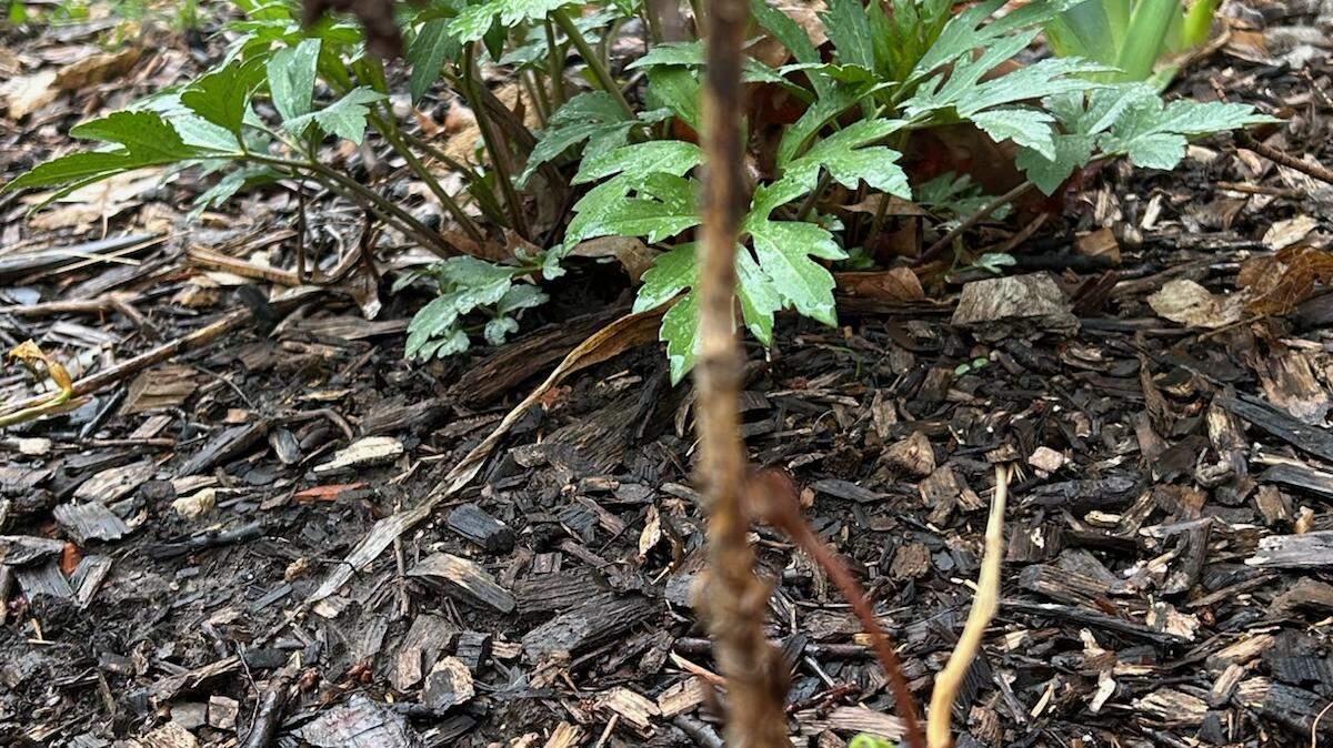 What’s that bare stalk in front of an otherwise healthy looking garden? A hydrangea that simply didn’t make it. It’s quite possible it struggled when it was planted last year due to insufficient water.