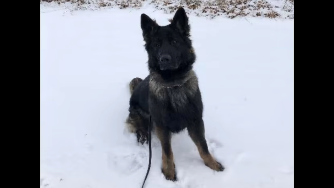 A Michigan State Police K9 named Woodson helped find a woman two days after she was involved in a crash.