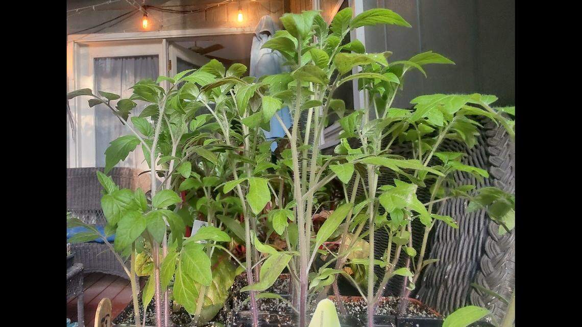 “Hardening off” is done by gradually introducing seedlings and plants grown indoors to outside conditions. These tomatoes will be exposed to their new environment in small doses.