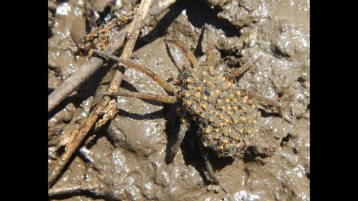 Dozens of newly hatched wolf spider babies (the orange dots) ride on mom’s back. Wolf spider eggs are wrapped in silk and carried under their mother.