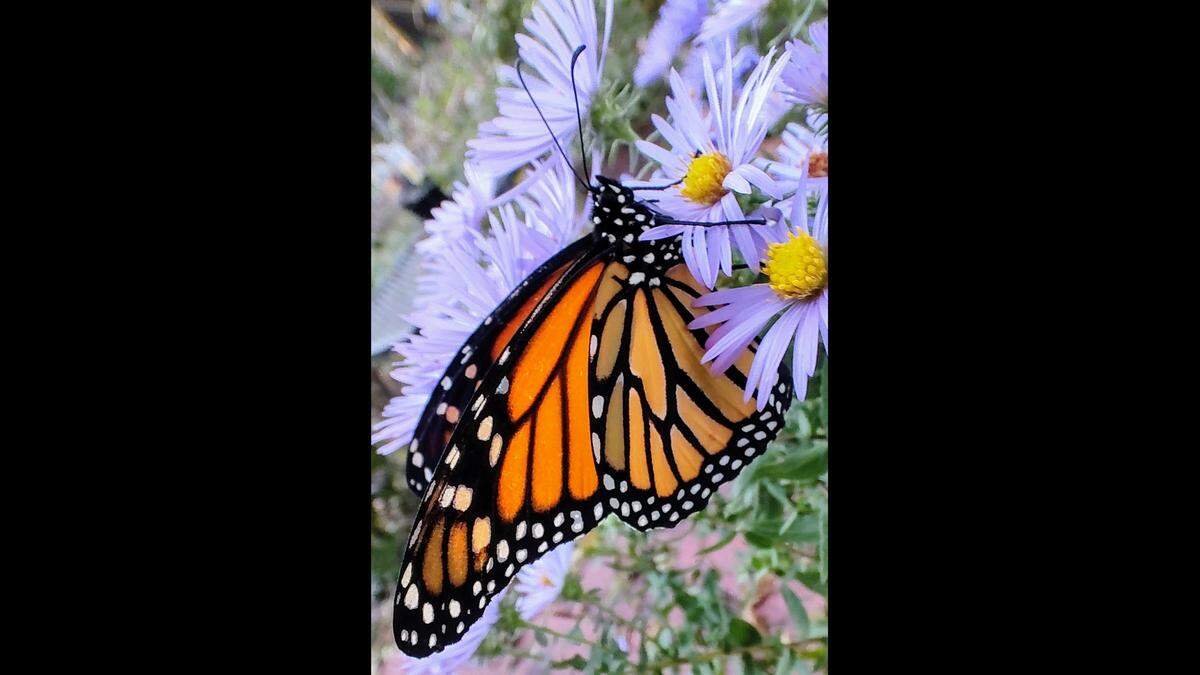 Because it draws the lovely monarch butterfly, it’s no wonder that people are eager to plant tropical milkweeds. This beauty rests on an aster.