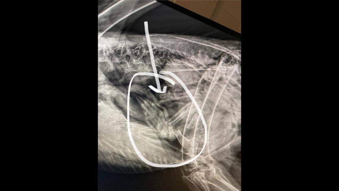 Remnants of the eagle’s meal, a raccoon, could be seen on x-ray.
