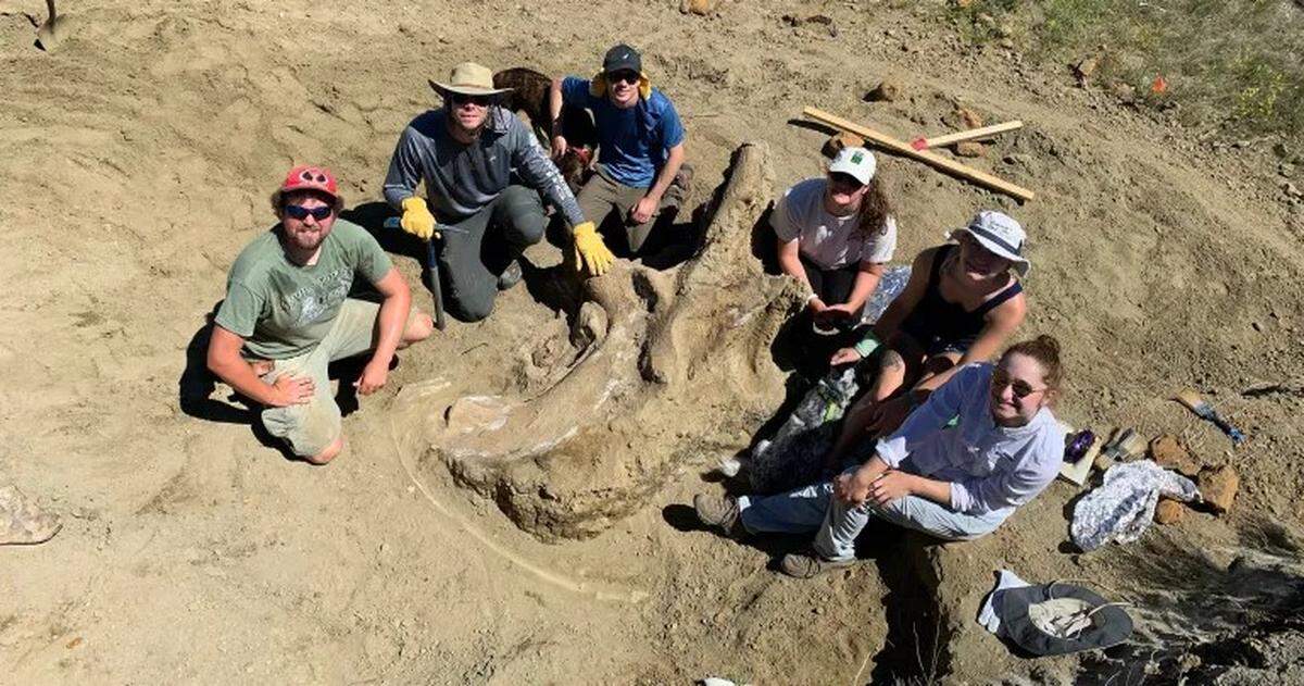 Shady’s skull was uncovered by students and researchers in 2020.