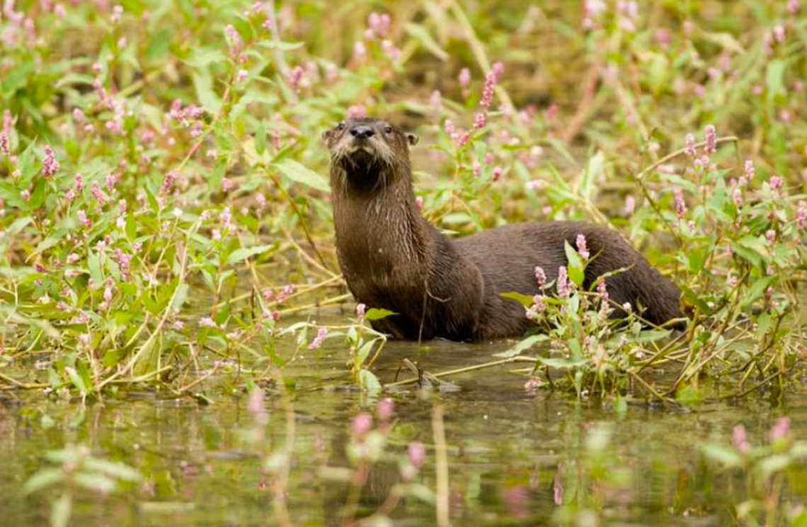 A North American river otter poses on the water’s edge in this Missouri Department of Conservation photo. Three otter pups were born in the Kansas City Zoo in March.