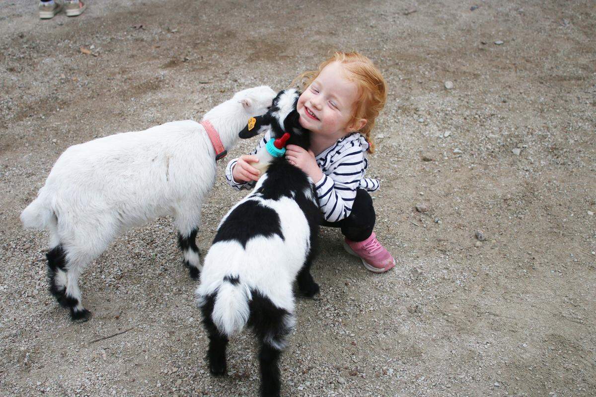 Two-year-old Kennedy Melton of Olathe gets some quality time wit hthe baby goats on opening day for the Deanna Rose Children’s Farmstead.