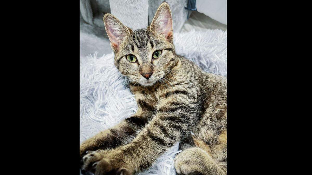 A cat is pictured in a post on the Facebook page for Unleashed Pet Rescue in Mission.
