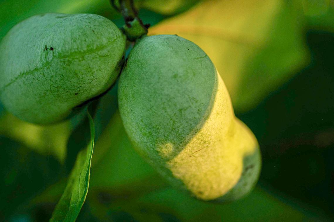 Unripe pawpaws hang from a tree at the Indian Creek Trail in Kansas City. Unripe pawpaws will not ripen on your countertop like other fruits and should only be harvested when ripe.