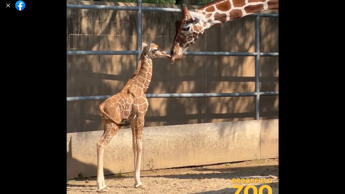 Arnieta the giraffe with her newborn baby girl.