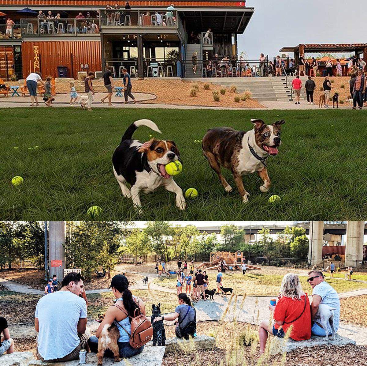 Dogs and humans enjoying a long-neglected space at Bar K Dog Bar.