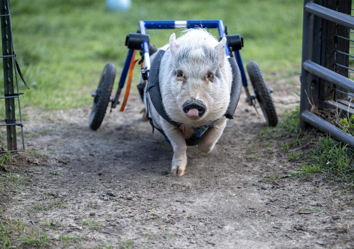 Maxwell, a special needs pig with a spinal cord injury, uses a wheelchair and heads to the patio for dinner on Saturday, April 18, 2026, in Kansas City, Kansas. 