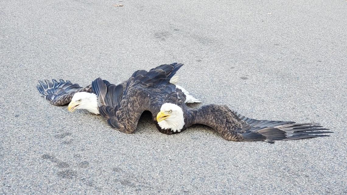Police in Minnesota were called to a report of two bald eagles that were stuck together in a road.