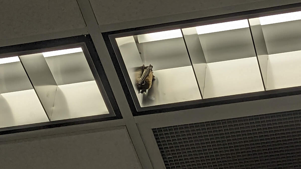 A bat was found hanging in the lights of the Kansas City Public Library’s OneNorth Technology Center in the Central Library in downtown. Staff promptly named it “Banana.”