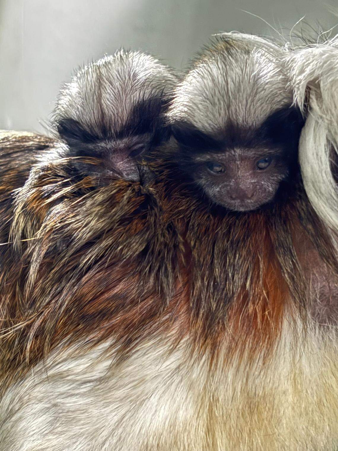 The two cotton-top tamarins were born at the Kansas City Zoo on May 19.